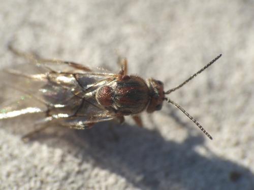 Andricus sp.
